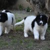 Chiot Landseer Faun et Combo z laderova